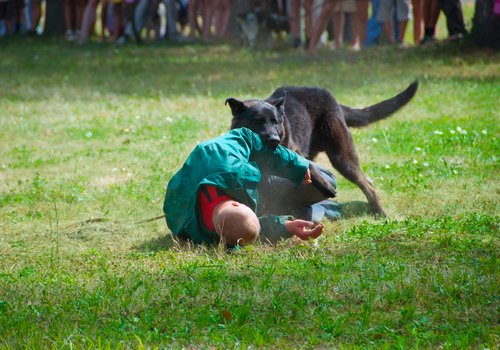 Dog bites down on hand hard