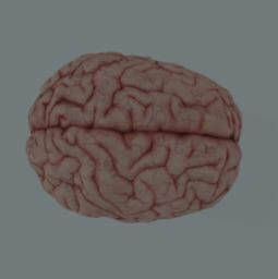 Image of a brain